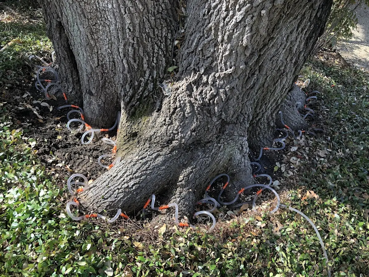 Detailed Tree Cabling and Bracing job site in Rhinelander