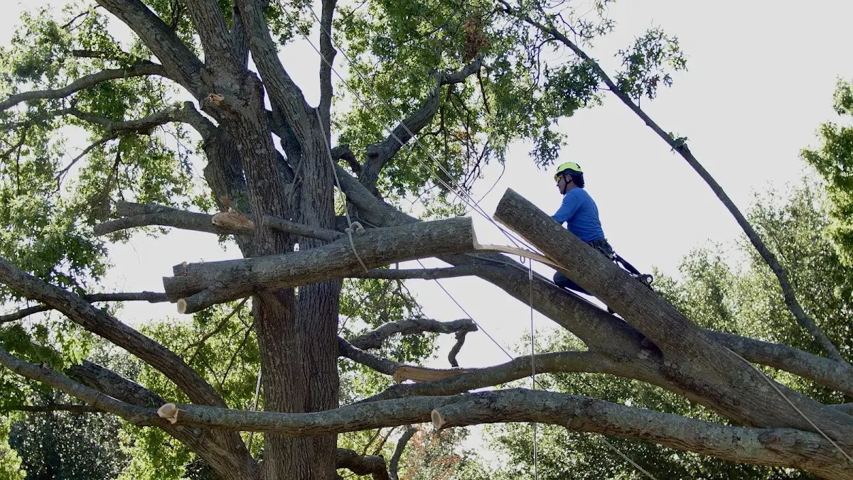 Professional Hazardous Tree Removal performed by certified arborists in Rhinelander